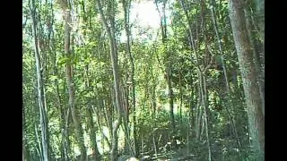 Trail Camera Footage After 1 week