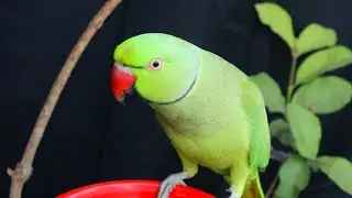 Parrot Screaming Sounds | Natural Parrot Sounds | Parrot Calling Sounds ||
