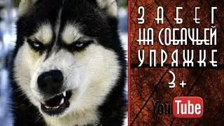 Заезд на собачьей упряжке. Sony X1000V. 3+