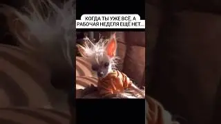 Собачки 🐕 Конец рабочей недели и я #funny #pets #comedy #мем #юмор #приколы #прикол #собачки