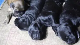 Labrador female | Labrador Puppy | One week old labrador puppies