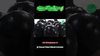 Wow!! Viral Semangka Seharga Mobil! - Petani Milenial #fyp #viral #densuke