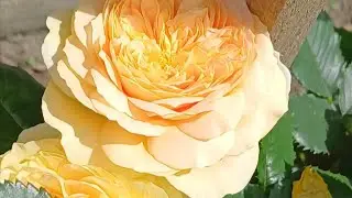 Цветные розы💛🧡💛. 1 часть . Жёлтые....🥰 Цветение и краткий обзор. #уральскиерозы#розы#жёлтыерозы