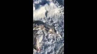 Быстрая и удобная чистка окуня.