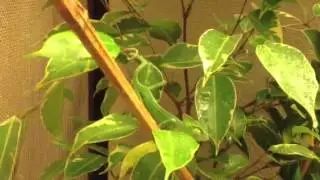 Baby veiled chameleon drinking water