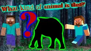 CUTE ANIMALS Kuda, Fox, Bison, Lion, Guinea pig, Tiger 얼룩말, 말, 고양이, 쿠다, 들소, 사자, 여우, 기니피그, 호랑이 #3