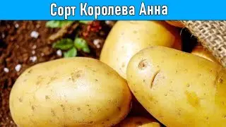 Сорт Картофеля Королева Анна Купить