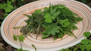Сорняки - это еда! Про употребление дикорастущих растений.