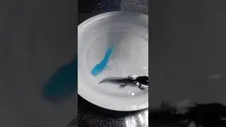 ikan berkaki 4 lucu!!! fist color #shorts #axolotl