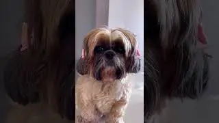 kiliquinha NUNCA DEIXA DE TRAZER A COMIDINHA #brazilianpetfoods #snowdogflores #snowdog #reels