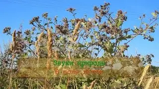 В поле летом. Звуки природы