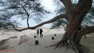 Why should you visit the mystical Tree of Life in Bahrain?