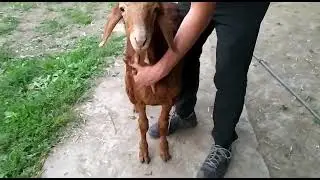 На продажу. Сын Аллигатора. +996501000005