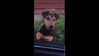 Ученый пес