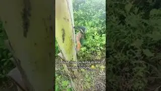 terlalu kencang saat terbang burung ini tertancap di pohon pisang