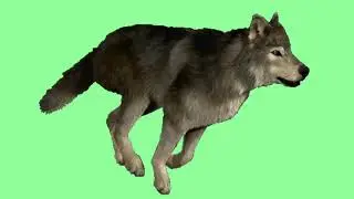 green screen wolf video || green screen video