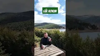 sazımın teline mızrap olsaydın