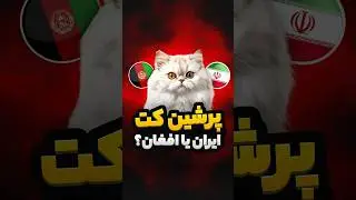 داستان گربه پرشین کت و افغانستان