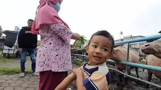 kebo bule makan kangkung