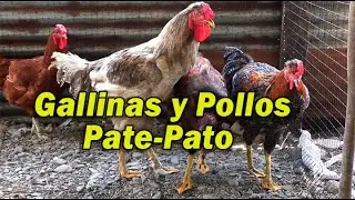 GALLINAS Y POLLOS PATE-PATO