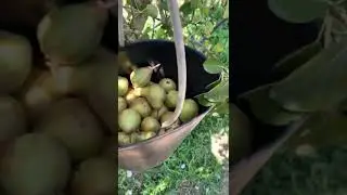 Punjabi work in Portugal 🇵🇹 in agriculture