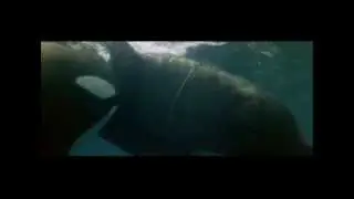 Death of an Orca