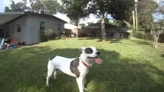 goprosteady1