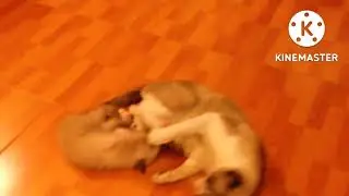 Aya maa sound effect background music for cute 🐱 cat videos
