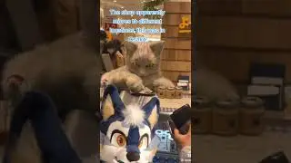 ✨ This Shop in Japan has a Fursuit Helper! ✨