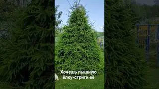 КАК СДЕЛАТЬ ËЛКУ  ПЫШНОЙ