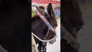🍀五一期間，新疆的維吾爾人最喜歡的就是去趕集，跑巴扎去交換、售賣農產品、水果等，很多農戶離集市有30多里地，就坐著這種騾子或馬車、驢車去趕集，方便又實惠～這是5月4日新疆阿克蘇市依桿旗鄉的集市～