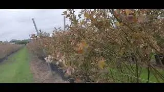 ИМРУЗА КОРИ МО ДАР АНГЛИЯ #РАБОТА _АНГЛИЯ