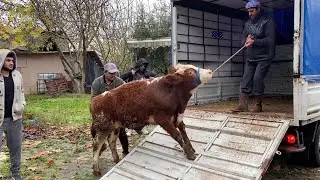 WE BOUGHT NEW SIMMENTAL CALF / CALF TRANSPORTATION