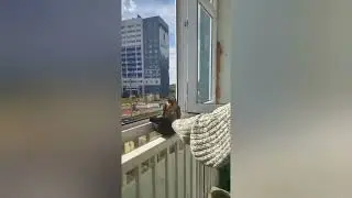 Спасение хищника