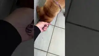 Dog name burger is eating fried noodles he like it #animals #doglife #doglover #petlover #pet