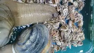 giant clam #shell #clam #fresh #amazing #viral #shorts