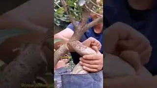 Bonsai techniques #trending  #youtubeshorts #farming