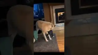 Cat and Dog Friendship - #cat #shorts #dog