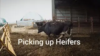 Picking up Heifers up from the Neighbors