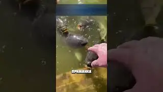 ИНТЕРЕСНАЯ ПРИКОРМКА