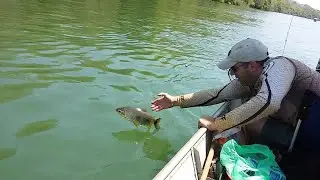 Pescaria de Piapara no Rio Grande / Orindiúva SP - V26