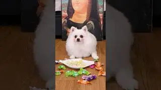 Nico:Steal candy!#nico #dog #funny #smartnico #cute