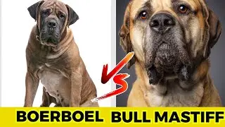 Boerboel vs Bullmastiff - Top 10 Major Difference