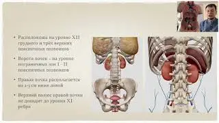 Почки и Селезенка остеопатическая самокоррекция.Вебинар.