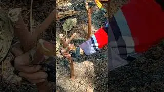 SINGLE DAD COOKING KAMOTE W/ DRIED FISH IN THE FARM