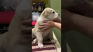 СЫН МАРШАЛА И РАШИ -51 ДЕНЬ ДЕТИНУШКЕ