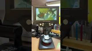 Tissot ход анкерной вилки в деталях :)