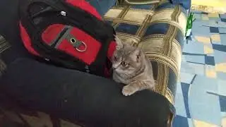 Кошка смотрит видео 🐱