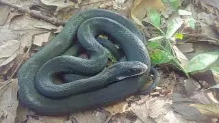 Black Racer at dawn in an upland clearing in KY - 22 August 2024