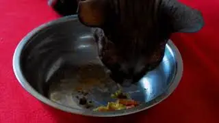 ПРИКОЛЫ. КОТ. Cat. Петерболд ВЕГАН))) vegan